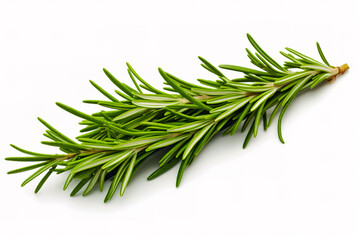 Fresh green sprig of rosemary isolated on a white background. Green natural spices.
