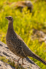 Female Ring Necked Pheasant