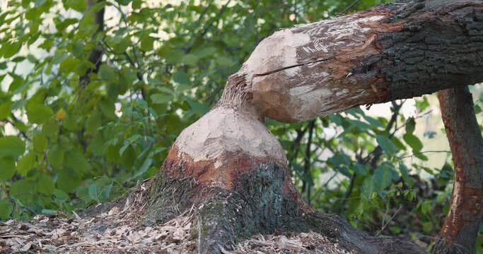Tree trunk with bite marks of beavers. Tree felled by beaver. Beaver gnawed tree. Beaver bite marks on a trunk of a tree. Damaged wood by a bobber. Cinema 4K 60fps zoom-in video