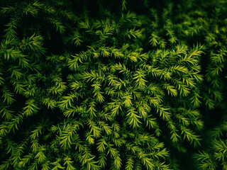 Green leaves background