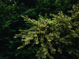 Fototapeta premium Green foliage