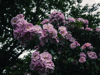 Fototapeta premium Roses in the garden
