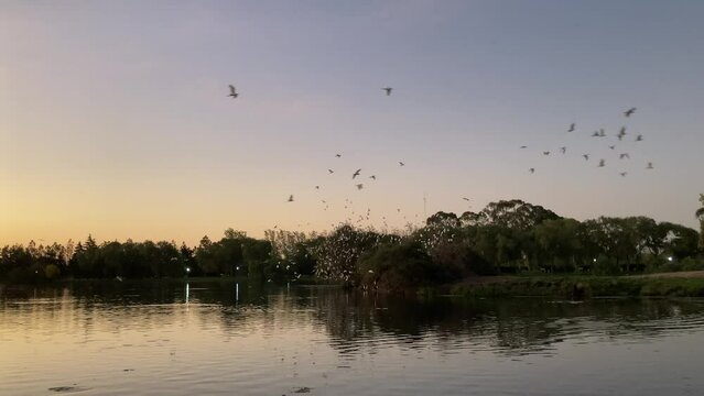 large flock of western cattle egret (Bubulcus ibis) flying near their colony at a lake in Entre Rios province, Argentina