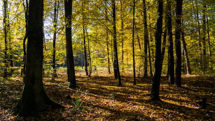 Fototapeta premium autumn in the forest