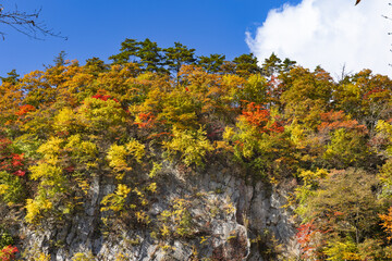 Fototapeta premium 宮城鳴子の紅葉