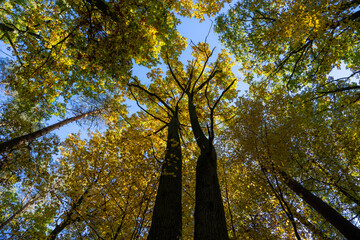 Obraz premium autumn in the forest