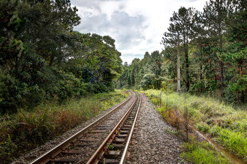 Into the Heart of the Wilderness: Railroad Through the Wild Forest