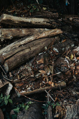 pile of firewood