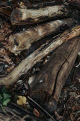 Old branch fracture and cracking.Dried trees cut for wood