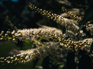 Spring flowers in the garden
