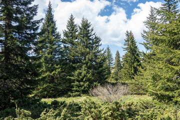 Spring view of Konyarnika area at Vitosha Mountain, Bulgaria