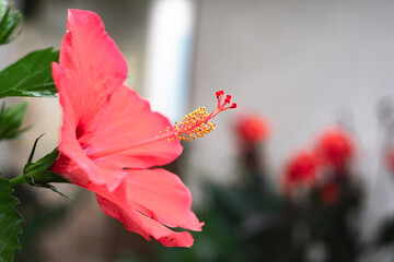 Red hibiscus flower in bloom with long pistil and yellow pollen
