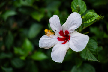 Beautiful white hibiscus flower in bloom with red heart and long pistil with yellow pollen in a green garden