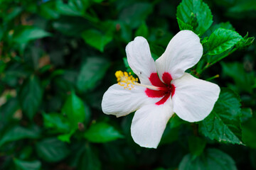 Beautiful white hibiscus flower in bloom with red heart and long pistil with yellow pollen in a...