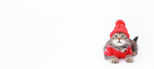 Christmas Cat in a knitted red  sweater and Santa Claus cap. Kitten with open mouth dressed in a knitted outfit. Clothing for animal. Studio shot of Kitten in festive outfit. Cat in Santa costume.