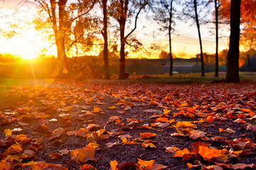 Beautiful autumn landscape at sunset with fallen leaves on the foreground - 671849961