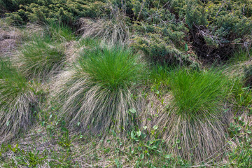 Spring view of Konyarnika area at Vitosha Mountain, Bulgaria