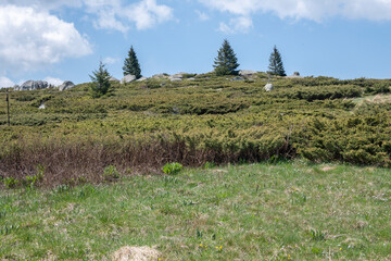 Spring view of Konyarnika area at Vitosha Mountain, Bulgaria