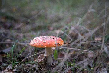 fly agaric mushroom in forest