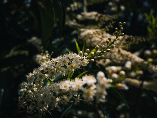 Fototapeta premium Spring flowers in the park