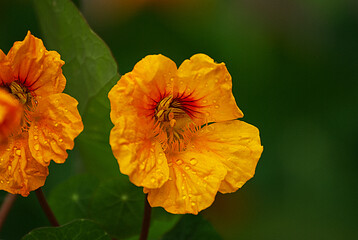 Kapuzinerkresse flower with bright colors - 671853521