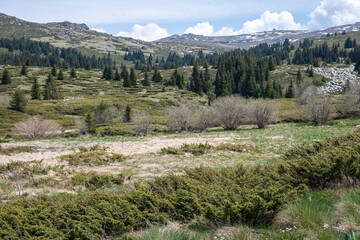 Spring view of Konyarnika area at Vitosha Mountain, Bulgaria