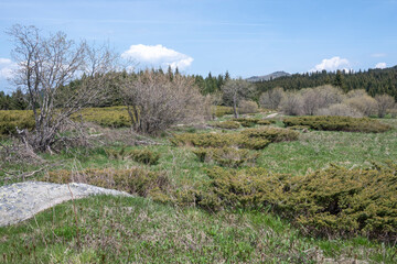 Spring view of Konyarnika area at Vitosha Mountain, Bulgaria