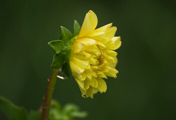 Yellow dalia flower in the garden - 671854746