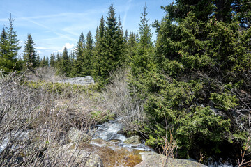 Spring view of Konyarnika area at Vitosha Mountain, Bulgaria