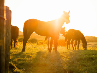 Beautiful horses at sunset in a field. Selective focus. Warm sunny color and glow. Animal farm with stunning pets.