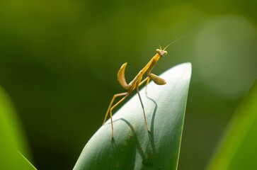 Close-up of a praying mantis on green grass. The praying mantis is an insect of the order Mantodea