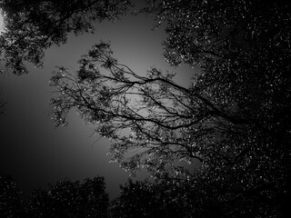 silhouette of a tree in black and white 