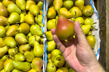 A hand holds a green ripe pear against a background of apples and green pears close-up. Selection of fruits at the market, the buyer chooses ripe fruits. Fertile autumn concept.