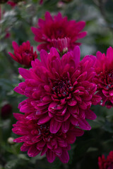 burgundy chrysanthemum flowers with raindrops on a green background