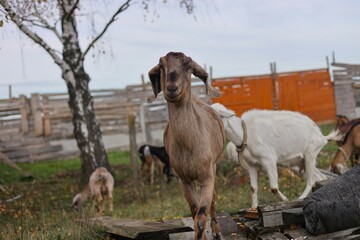 Naklejka na ściany i meble goats on the farm