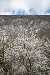 Tree in a blossom with sunlit white flowers against the rocky cliff - 671859925