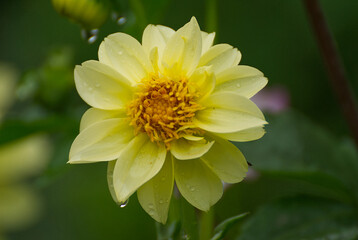 Yellow dalia flower in the garden - 671859989