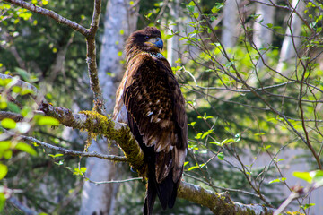 juvenile bald eagle