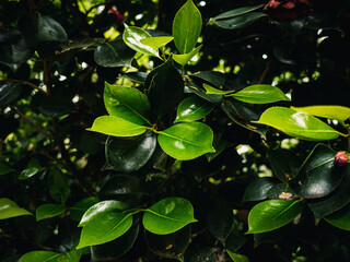 Fresh green leaves