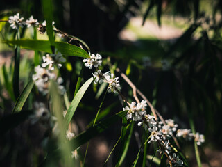 Spring blossom