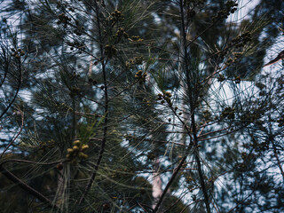 Pine needles
