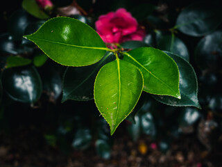 Green leaves