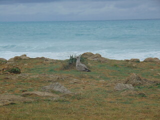 Joven gaviota posada en la costa