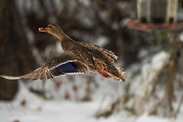 Female Mallard in flight