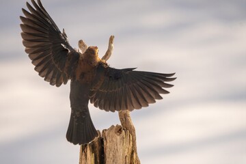 Rusty Blackbird flying to a branch