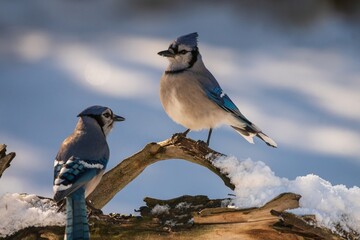 A pair of Blue Jays on a branch