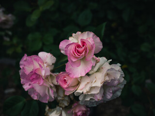 pink roses in a garden