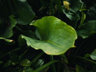 Plant leaf