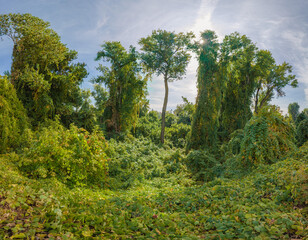 Trees growing near the sacramento river covered in vines 