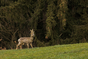 2023-03-12, GER, Bayern: Ein Rehbock am Waldrand.